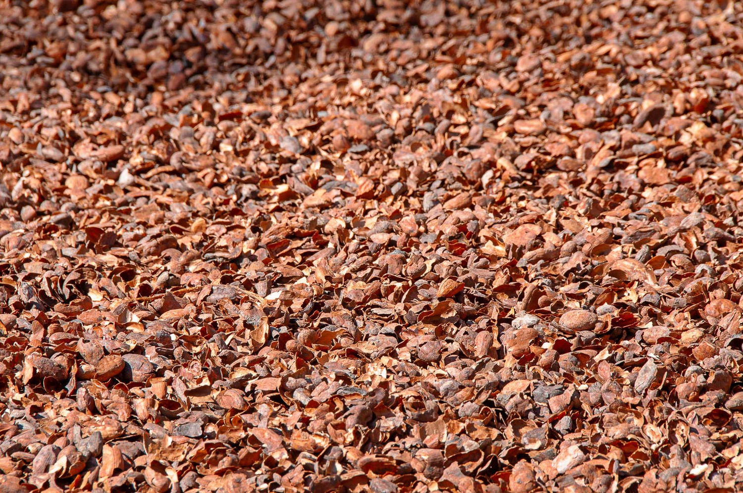 Tæt lag af tørrede kakaoskaller som jorddække
