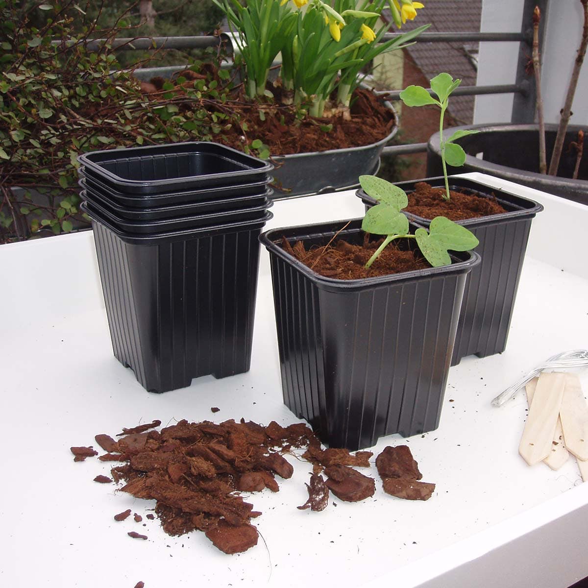 Sorte kvadratiske plastpotter med små spirer