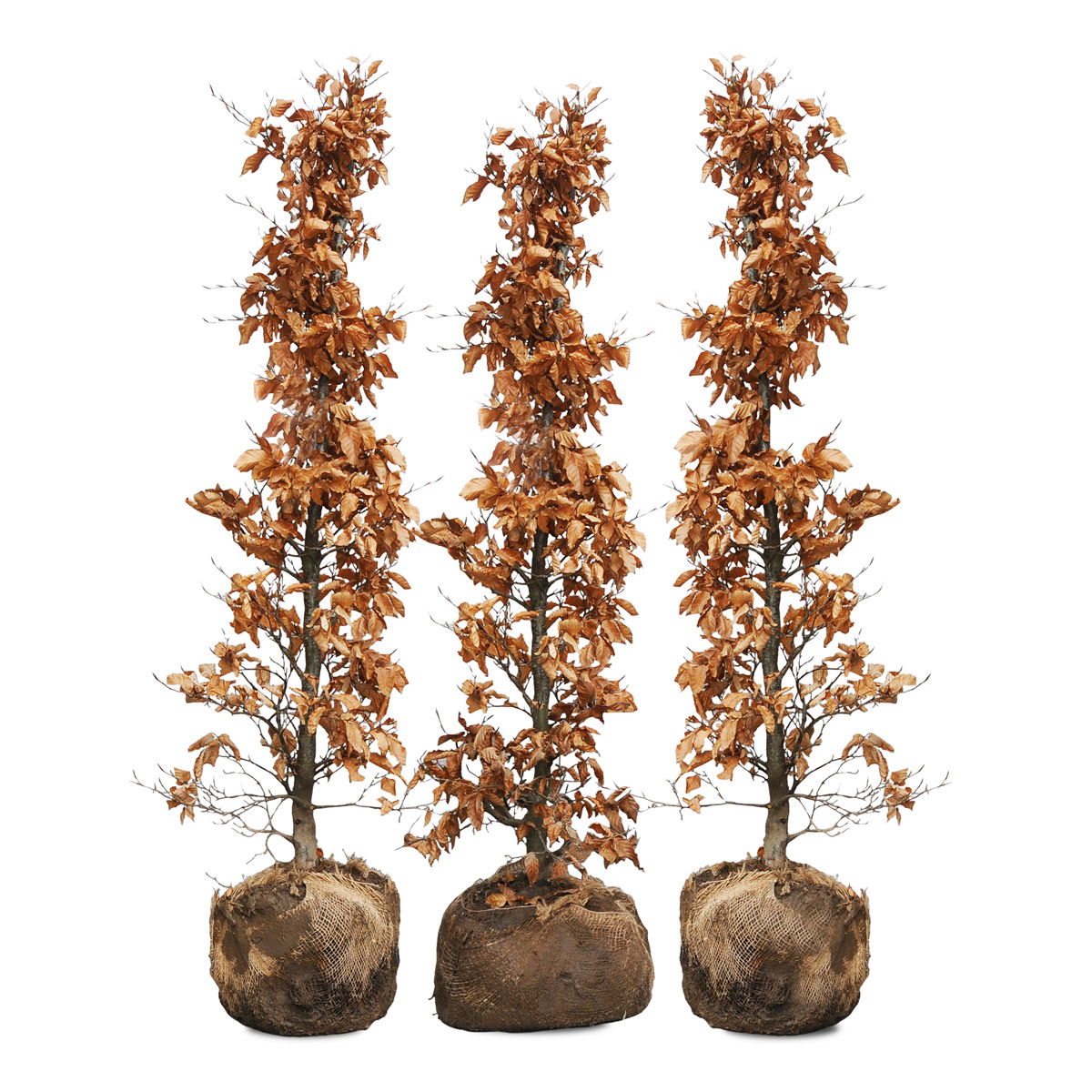 Tre bøgehækplanter med rodklump klar til plantning