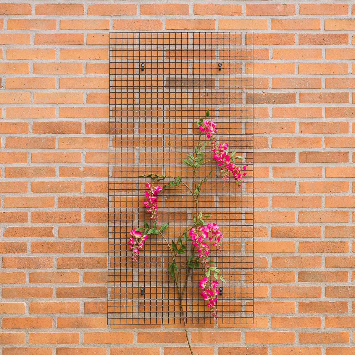 Sort metalespalier med lyserøde klatreblomster på murvæg