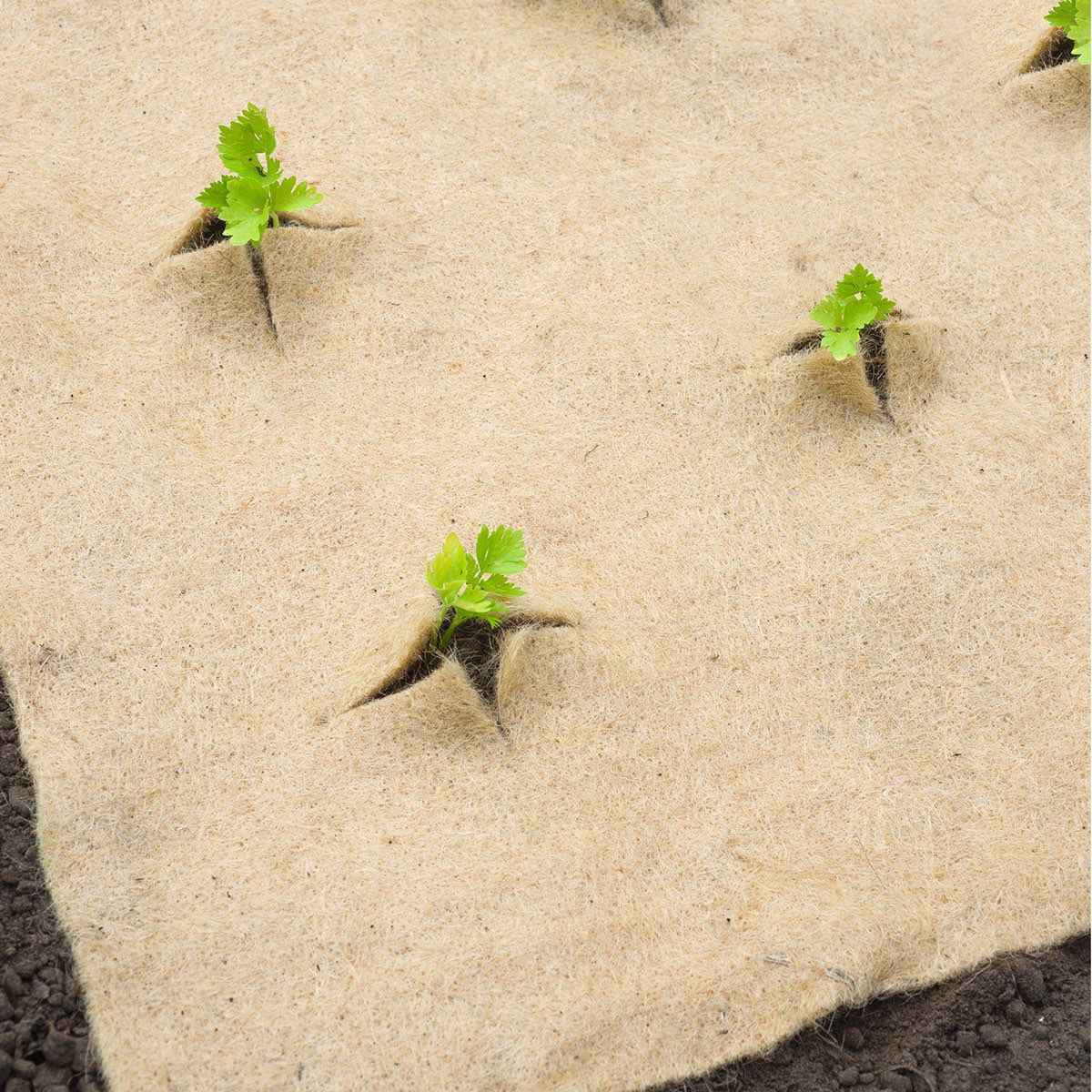 Små planter vokser gennem naturfiber ukrudtsdug